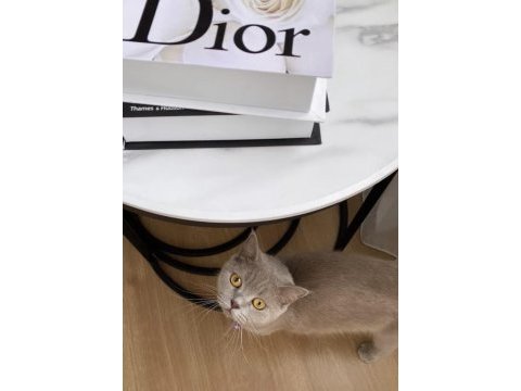 British shorthair kedimiz 2 yaşında
