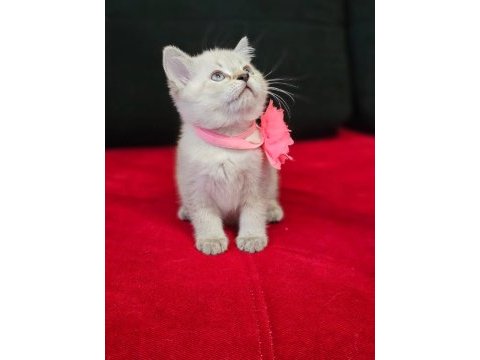 Scottish straight ve scottish fold yavrular