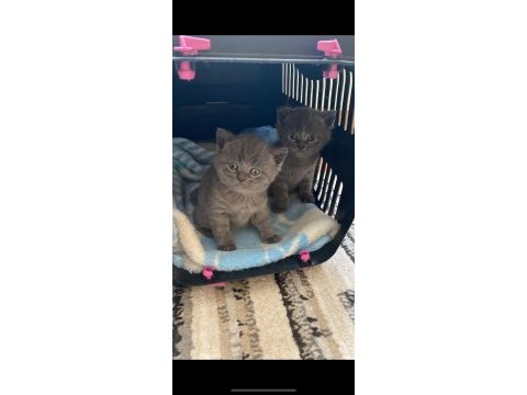 1.5 aylık british shorthair