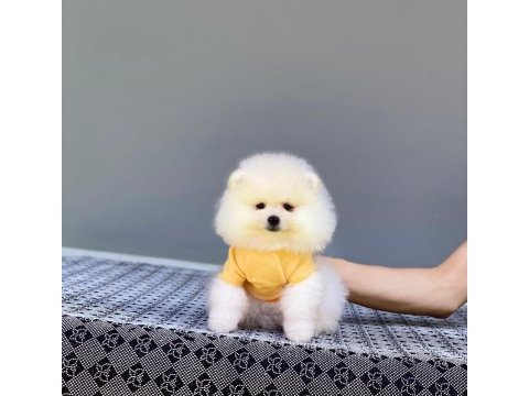 Pomeranian yavrularımız