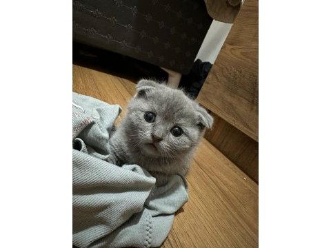 2.5 aylık scottish fold yavrular