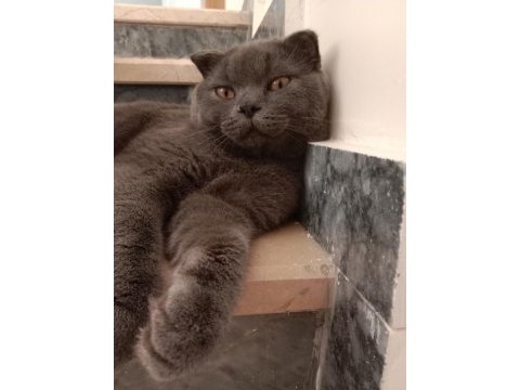 Scottish fold erkek kedimiz