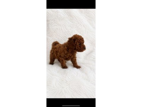 Kore teacup poodle erkek yavrular