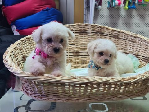 Orjinal bichon frise yavrularımız
