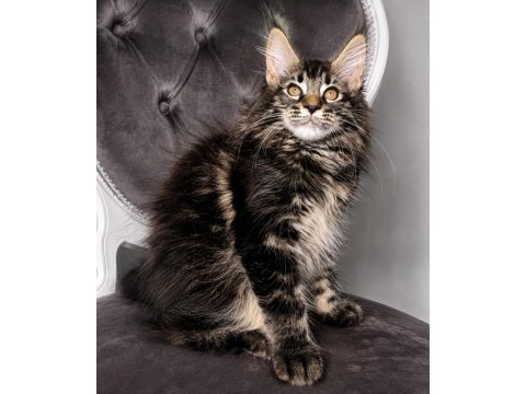 Üst kaliteli maine coon yavrular
