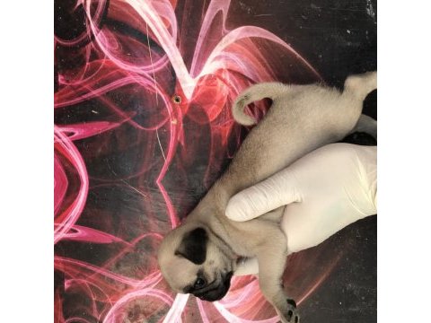 Kaliteli yavru pug sahibi olmak isteyen iletişime geçebilir