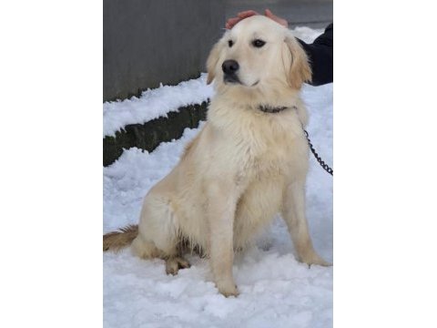 Golden retriever 3 yaşında