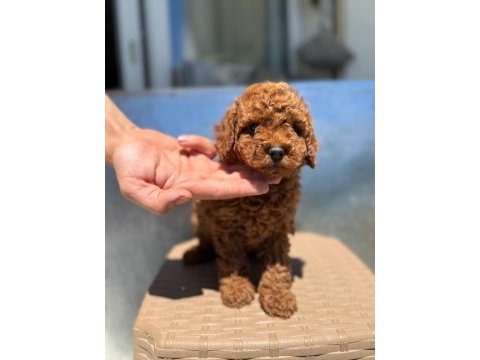 Bayram şekerleri poodle yeni yuvalarını arıyorlar
