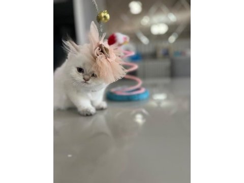 British longhair kardeşler
