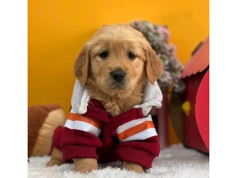 En sadık ırk dişi golden retriever bebeğimiz