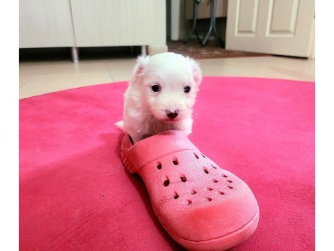 60 günlük orjinal maltese terrier yavrular