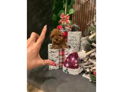Vitrin güzeli poodle