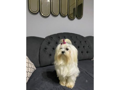 A scrli babadan kore maltese bebeklerim