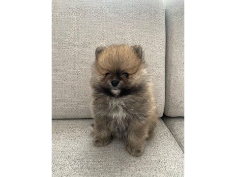 Pomeranian yavrularımız yeni ailesini arıyor