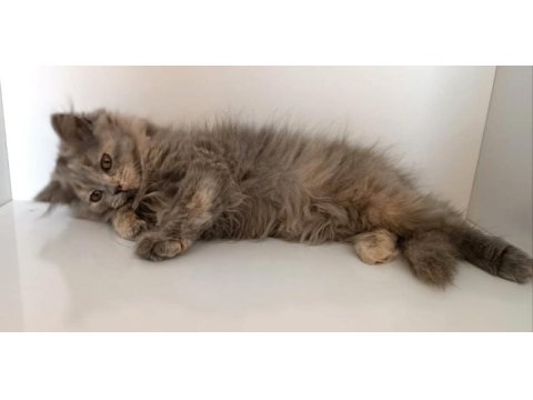 Sevimli ve pofuduk british longhair yavrumuz
