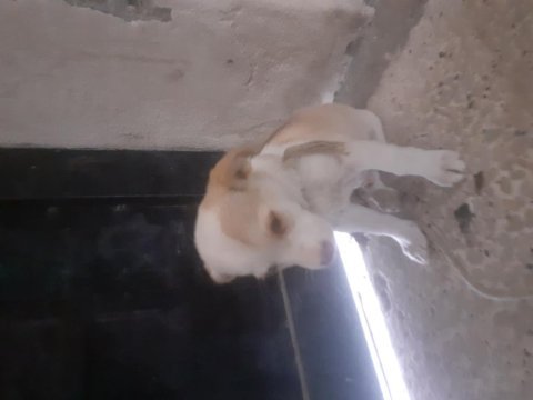 Ücretli sahiplendirilecek köpeğimiz