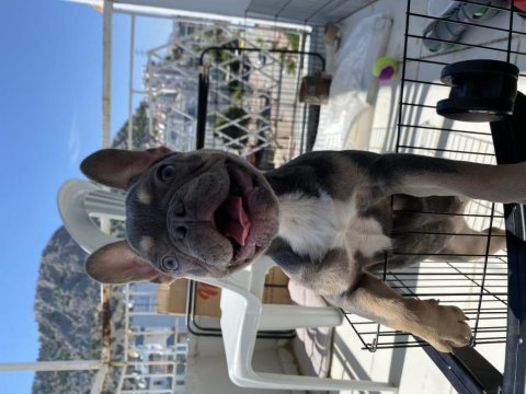 French bulldog blue tan yavru