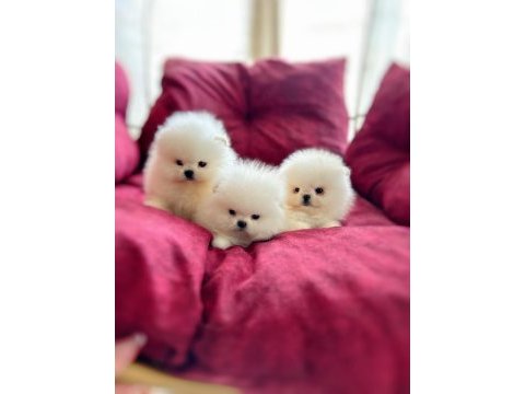 3 efsane sıfır burun pomeranian prensesler