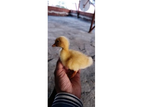 Ördek bulunur dostlarım çoluk çocuğunu sevindir