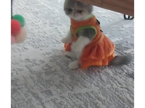 Full şecereli 55 günlük exotic shorthair