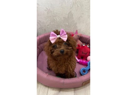 Süper kalitede poodle sağlık garantili güvenilir