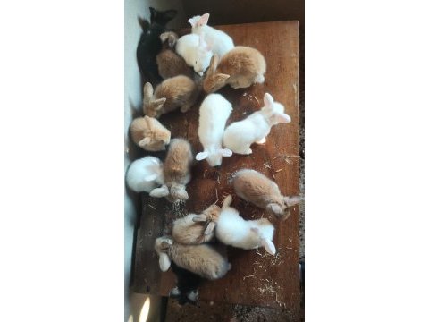 Renk renk yavru tavşan yavruları