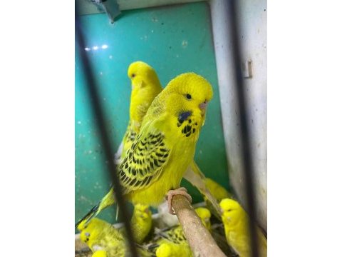 Erkut pet'den yavru jumbo muhabbet kuşları sınırsız sayıda