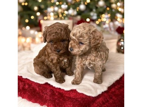 45 günlük dişi ve erkek poodle yavrularım