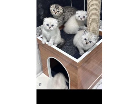 En tatlı scottish fold yavrular yuva arıyoruz