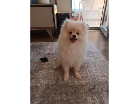 Pomeranian boo erkek
