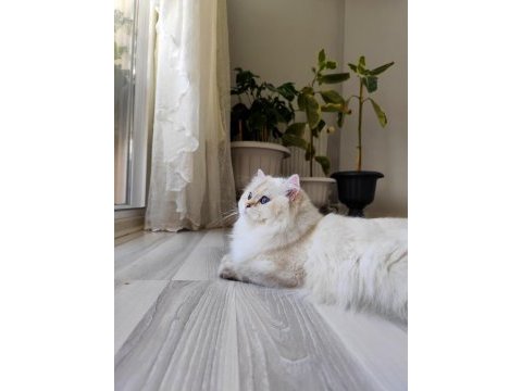 Yeni yuvasını arıyor kedimiz