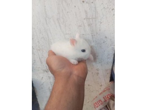 Cüce tavşan yavruları