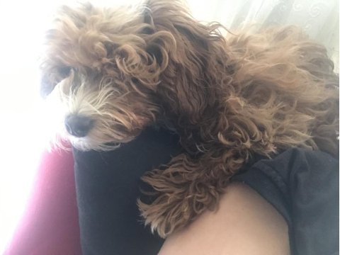 7 aylık anne maltipoo baba kore poodle