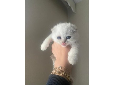Yavru erkek scottish fold kedim leo