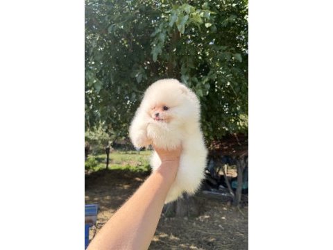 Zırve dişi pomeranian boo en iyisini isteyenlere