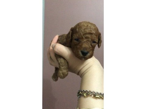 Erkek toy poodle yavruları