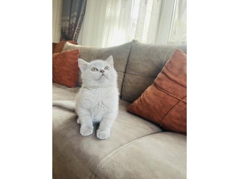 Lilac british shorthair 2 aylık yavru
