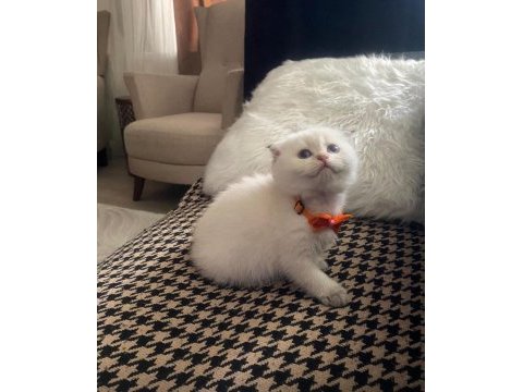 Dünya güzeli scottish fold bunlar