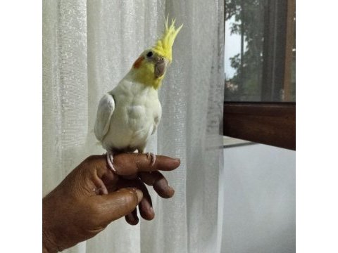 5 aylık erkek sultan papağanı