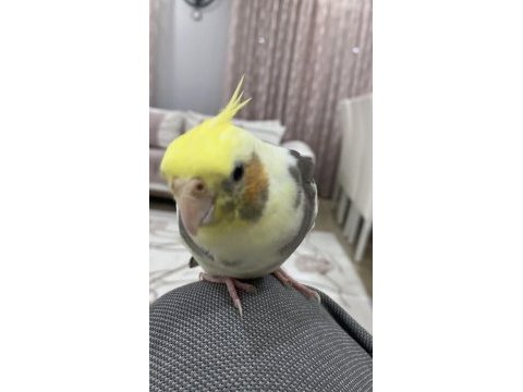 Full evcil ele kola alışık sultan papağanı