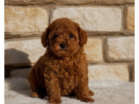 Aşılı orjinal garantili toy poodle