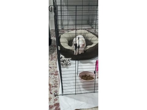 Ankara pursaklar french bulldog
