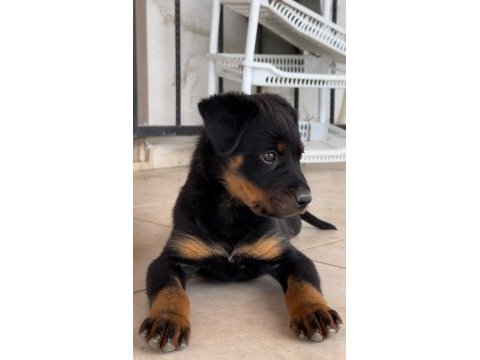 Rottweiler varsa daha iyisi o da annesi