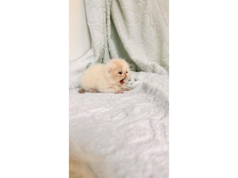 Küçük bir prenses exotic kız full şecereli