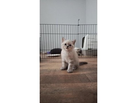 Elimde 5 tane scottish blue point bulunmakta