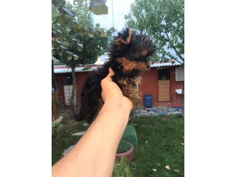 Terrier yorkshire yavrularımız tüm illere