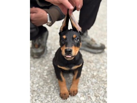 Siyah doberman yavrularımız