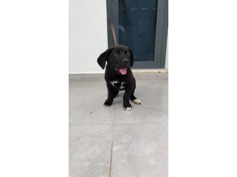 Cane corso cins köpeğimiz