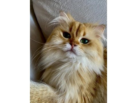 Şecereli british longhair golden yetişkin erkek