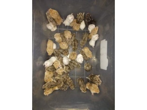 Suriye hamster yavrular ve tüm malzemeleri adrese teslim